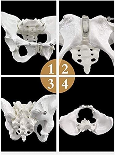 IVQAPP Education Pelvic Anatomical Model Skeletal Pelvic Skeleton Model Human Model Magnitude Pelvic Joint for Aids Teaching Orthopedic Clinic of Doctor