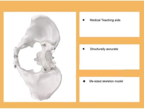 IVQAPP Education Pelvic Anatomical Model Skeletal Pelvic Skeleton Model Human Model Magnitude Pelvic Joint for Aids Teaching Orthopedic Clinic of Doctor