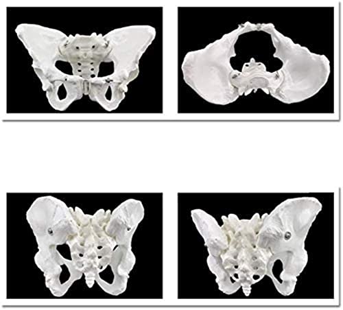 IVQAPP Education Pelvic Anatomical Model Skeletal Pelvic Skeleton Model Human Model Magnitude Pelvic Joint for Aids Teaching Orthopedic Clinic of Doctor