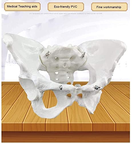 IVQAPP Education Pelvic Anatomical Model Skeletal Pelvic Skeleton Model Human Model Magnitude Pelvic Joint for Aids Teaching Orthopedic Clinic of Doctor