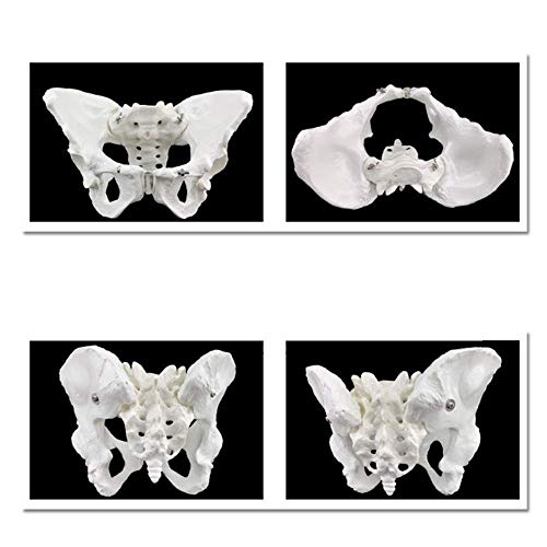 IVQAPP Skeletal Pelvic Anatomical Model Human Life Size Pelvic Skeleton Model Pelvic Joint Model for Aids Teaching Orthopedics Doctor'S Clinic