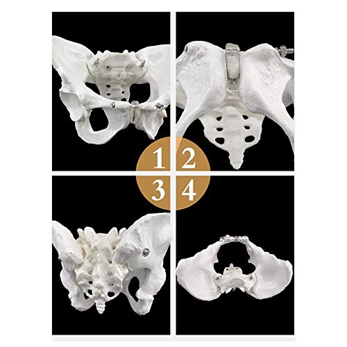 IVQAPP Skeletal Pelvic Anatomical Model Human Life Size Pelvic Skeleton Model Pelvic Joint Model for Aids Teaching Orthopedics Doctor'S Clinic