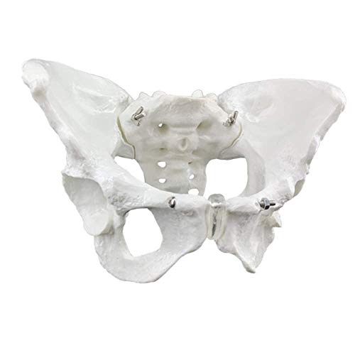 IVQAPP Skeletal Pelvic Anatomical Model Human Life Size Pelvic Skeleton Model Pelvic Joint Model for Aids Teaching Orthopedics Doctor'S Clinic