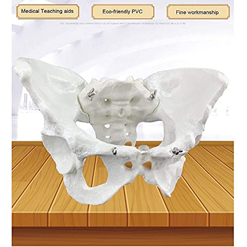 IVQAPP Skeletal Pelvic Anatomical Model Human Life Size Pelvic Skeleton Model Pelvic Joint Model for Aids Teaching Orthopedics Doctor'S Clinic