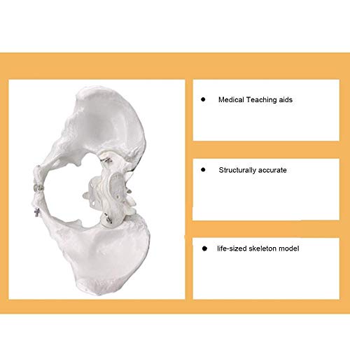 IVQAPP Skeletal Pelvic Anatomical Model Human LifeSize Pelvic Skeleton Model Pelvic Joint Model for AidTeaching Orthopedics Doctor'S Clinic