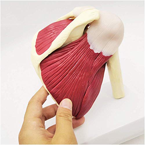 JHGF Modelo De Músculos De La Articulación del Hombro - Modelo Educativo Modelo De Articulación del Hombro con Clavícula, Húmero - Modelo De Anatomía Estándar Modelo De Articulación del Hombro H