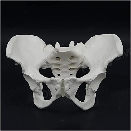 JHGF Modelo De Pelvis Femenina De Tamaño Natural - Modelo De Demostración De Parto Pélvico Femenino Simulado Realista - Modelo Educativo Modelo De Hueso De Pelvis Femenina - para La Enseñanza De