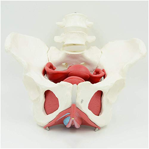 JHGF Modelo Educativo Modelo De Hueso De Pelvis Femenina - Modelo De Anatomía Modelo De Órgano Humano Incluye Útero, Colon Y Vejiga - para Estudio De Enseñanza De Ciencias