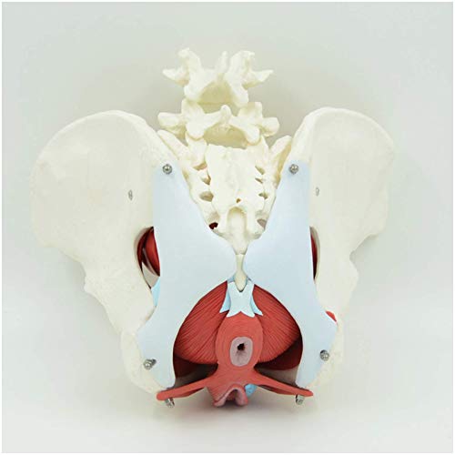 JHGF Modelo Educativo Modelo De Hueso De Pelvis Femenina - Modelo De Anatomía Modelo De Órgano Humano Incluye Útero, Colon Y Vejiga - para Estudio De Enseñanza De Ciencias