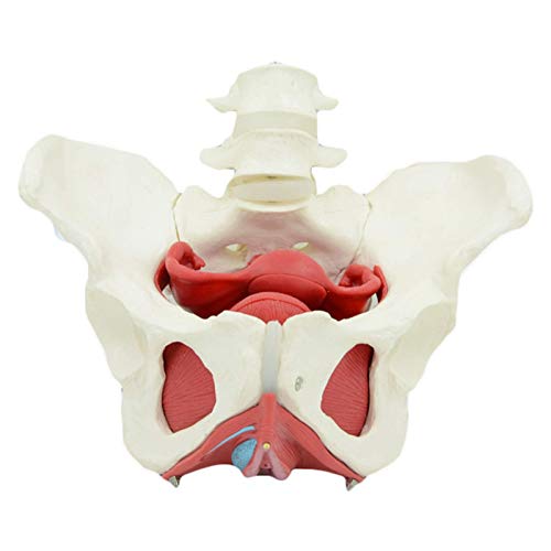 JHGF Modelo Educativo Modelo De Hueso De Pelvis Femenina - Modelo De Anatomía Modelo De Órgano Humano Incluye Útero, Colon Y Vejiga - para Estudio De Enseñanza De Ciencias