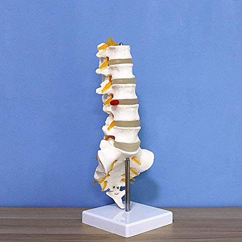 LBYLYH Modelo de la anatomía Humana de la Columna Lumbar hasta la rabadilla para la investigación,Blanco, Blanca