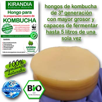 LOTE COMPLETO KOMBUCHA FRESCO, SCOBY KOMBUCHA - Con Registro Sanitario (RGSEAA) - Elabora Tu Propio Té de Kombucha Biológico en Casa