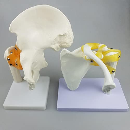 Milageto Modelo de Articulación de Hombro de Anatomía Humana con Ligamentos para Material Didáctico Escolar