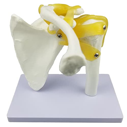 Milageto Modelo de Articulación de Hombro de Anatomía Humana con Ligamentos para Material Didáctico Escolar