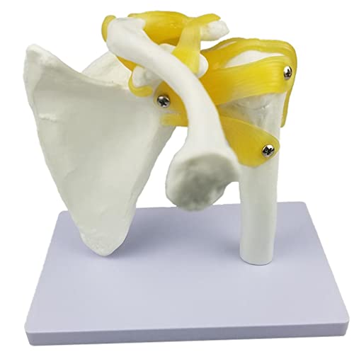 Milageto Modelo de Articulación de Hombro de Anatomía Humana con Ligamentos para Material Didáctico Escolar