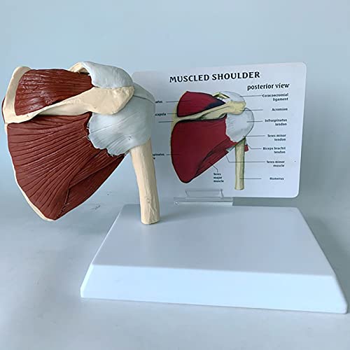 Modelo De Anatomía Del Músculo Del Hombro Humano | Modelo Del Hueso De La Clavícula Muestra | Modelo De La Articulación Del Hombro Con Manguito Rotador