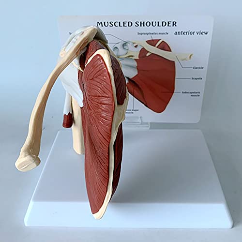 Modelo De Anatomía Del Músculo Del Hombro Humano | Modelo Funcional De La Articulación Del Hombro | Herramienta Educativa Del Consultorio Médico