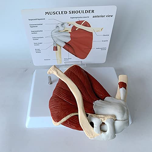 Modelo De Anatomía Del Músculo Del Hombro Humano | Modelo Funcional De La Articulación Del Hombro | Herramienta Educativa Del Consultorio Médico