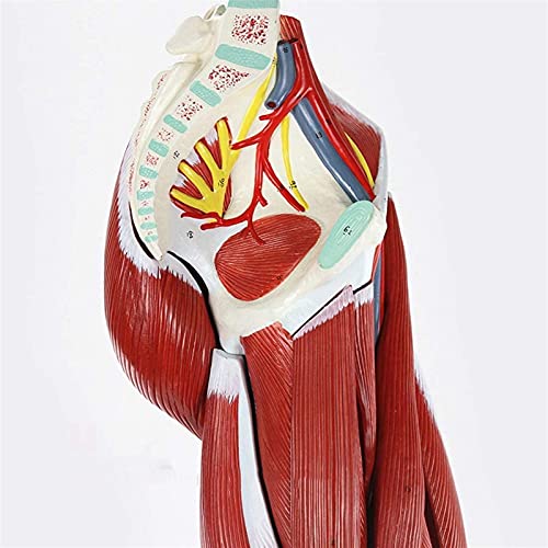 Modelo de anatomía, modelo educativo, anatomía humana, músculo de la extremidad inferior, modelo de nervio vascular, movimiento de los músculos de la pierna, modelo anatómico, material didáctico médic