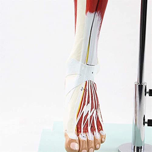 Modelo de anatomía, modelo educativo, anatomía humana, músculo de la extremidad inferior, modelo de nervio vascular, movimiento de los músculos de la pierna, modelo anatómico, material didáctico médic