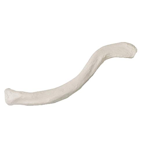 OKMIJN Simulación Modelo De Hueso Humano - Hombro De Tamaño Natural Clavícula Patella Sacrum Rabadilla Modelo De Huesos De Extremidades - Material De PVC Anatomía Humana Esqueleto Modelo De Hueso