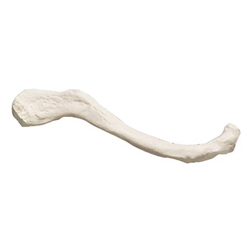 OKMIJN Simulación Modelo De Hueso Humano - Hombro De Tamaño Natural Clavícula Patella Sacrum Rabadilla Modelo De Huesos De Extremidades - Material De PVC Anatomía Humana Esqueleto Modelo De Hueso