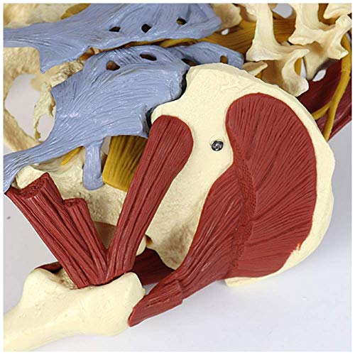 QULONG Modelo anatómico Modelo de Pelvis Femenina Modelo de Hueso de Columna Lumbar Ciencia médica Modelo de Pelvis Femenina con Suelo pélvico Modelo de anatomía Muscular Modelo de Esqueleto Adulto