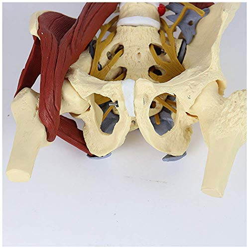 QULONG Modelo anatómico Modelo de Pelvis Femenina Modelo de Hueso de Columna Lumbar Ciencia médica Modelo de Pelvis Femenina con Suelo pélvico Modelo de anatomía Muscular Modelo de Esqueleto Adulto