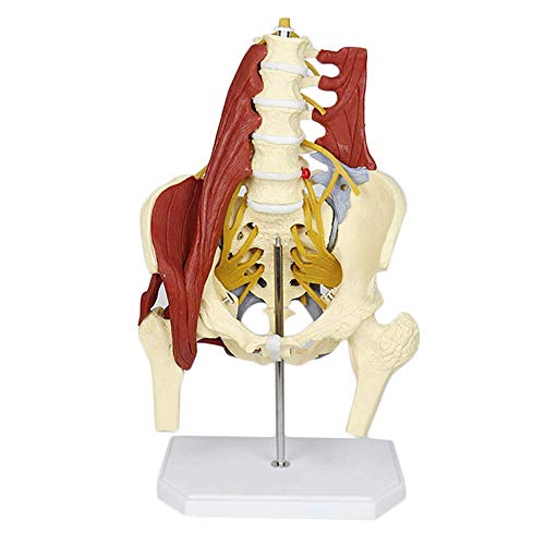 QULONG Modelo anatómico Modelo de Pelvis Femenina Modelo de Hueso de Columna Lumbar Ciencia médica Modelo de Pelvis Femenina con Suelo pélvico Modelo de anatomía Muscular Modelo de Esqueleto Adulto