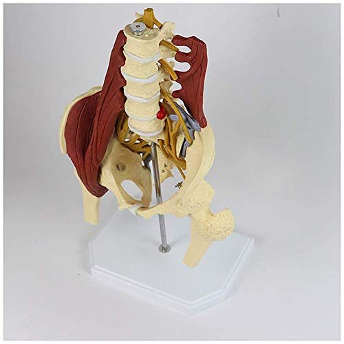 QULONG Modelo anatómico Modelo de Pelvis Femenina Modelo de Hueso de Columna Lumbar Ciencia médica Modelo de Pelvis Femenina con Suelo pélvico Modelo de anatomía Muscular Modelo de Esqueleto Adulto