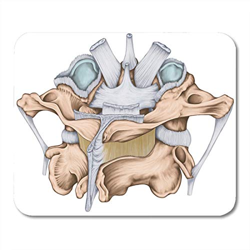 Rae Esthe Alfombrillas de ratón los ligamentos de la Mediana Atlas Articular atlantoaxial y Alfombrilla de ratón Axis para portátiles, Alfombrillas de Escritorio Suministros de Oficina