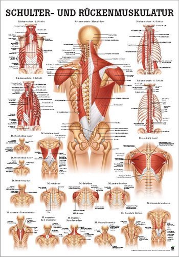 ruediger Anatomía mipo 50lam hombro y musculatura de la espalda Pizarra, 24 cm x 34 cm, laminado