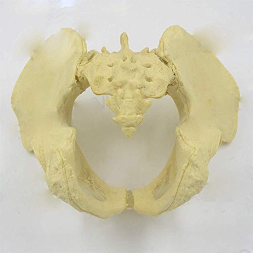 Tamaño vida Modelo femenino de la pelvis, Esqueleto de la Pelvis masculina Modelo anatómico Esqueleto pelvis ósea Modelo para la visualización de Enseñanza de Ciencias Médicas estudio en el aula