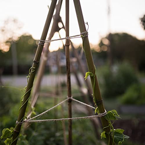 Varillas de Bambú Naturales Ecológicas. 30 Estacas para Uso Agrícola y Huertos Domésticos. Tutores para Tomateras y Otras Plantas. (150 cm (10-12 mm diámetro))