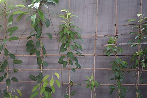 Varillas de Bambú Naturales Ecológicas. 30 Estacas para Uso Agrícola y Huertos Domésticos. Tutores para Tomateras y Otras Plantas. (150 cm (10-12 mm diámetro))