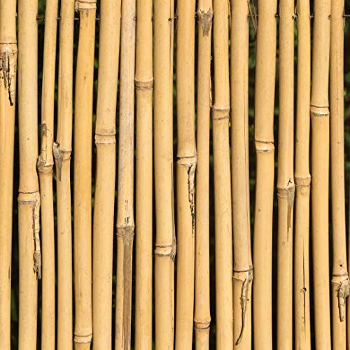 Varillas de Bambú Naturales Ecológicas. 30 Estacas para Uso Agrícola y Huertos Domésticos. Tutores para Tomateras y Otras Plantas. (150 cm (10-12 mm diámetro))