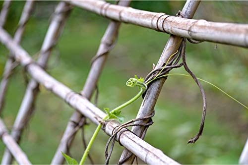 Varillas de Bambú Naturales Ecológicas. 30 Estacas para Uso Agrícola y Huertos Domésticos. Tutores para Tomateras y Otras Plantas. (150 cm (10-12 mm diámetro))