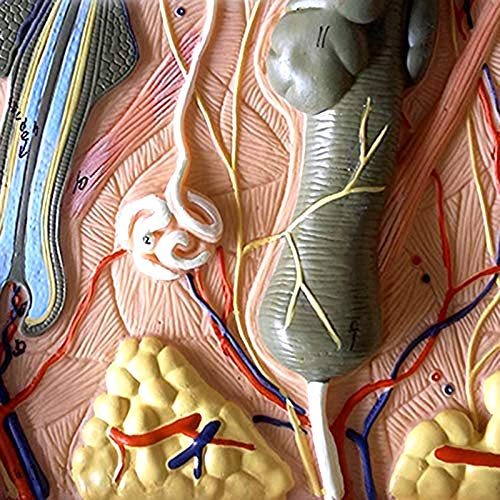 WINECO Disección de Tejido subcutáneo de Piel anatómica Humana Modelo de enseñanza médica Modelo de Piel Suministros médicos Herramientas de enseñanza