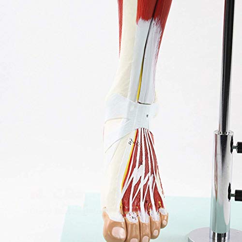 YANJ Modelo Educativo Anatomía Humana Músculo de la extremidad Inferior Modelo de nervio Vascular Movimiento Muscular de la Pierna Modelo anatómico Material didáctico médico, Modelos mé