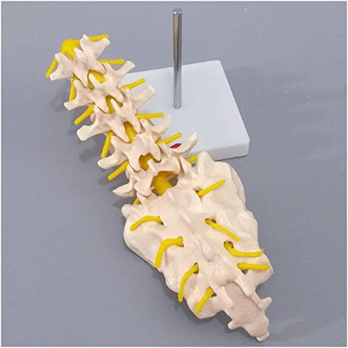 ZKZK Columna humana - Esta columna lumbar humana consta de cinco vértebras lumbares y sacro disco, nervios espinales s y médula espinal, Dura Mater de