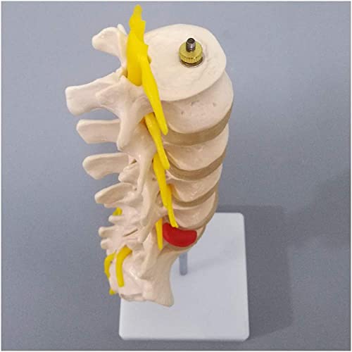 ZKZK Columna humana - Esta columna lumbar humana consta de cinco vértebras lumbares y sacro disco, nervios espinales s y médula espinal, Dura Mater de