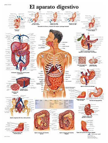 3B Scientific VR3422L Póster anatómico, el Aparato Digestivo