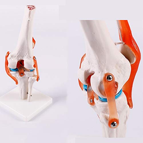 Esqueleto De La Mano Derecha, Articulación De Codo, Articulación Del Hombro, Articulación De Tobillo, Articulación De Rodilla, Articulación De Hip, Esqueleto, Modelo De Anatomía Humana 1:1,Kneejoint