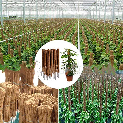 2 Piezas Tótem de Soporte para Plantas, 12 Pulgadas, Palo de Musgo de Coco, Extensión de Soporte para Plantas, para Enredaderas, Extensión de Soporte para Plantas, Plantas de Interior Trepadoras