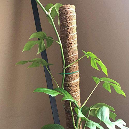 2 Piezas Tótem de Soporte para Plantas, 12 Pulgadas, Palo de Musgo de Coco, Extensión de Soporte para Plantas, para Enredaderas, Extensión de Soporte para Plantas, Plantas de Interior Trepadoras