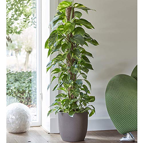 2 Piezas Tótem de Soporte para Plantas, 12 Pulgadas, Palo de Musgo de Coco, Extensión de Soporte para Plantas, para Enredaderas, Extensión de Soporte para Plantas, Plantas de Interior Trepadoras