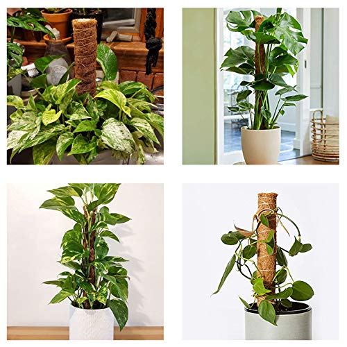 2 Piezas Tótem de Soporte para Plantas, 12 Pulgadas, Palo de Musgo de Coco, Extensión de Soporte para Plantas, para Enredaderas, Extensión de Soporte para Plantas, Plantas de Interior Trepadoras