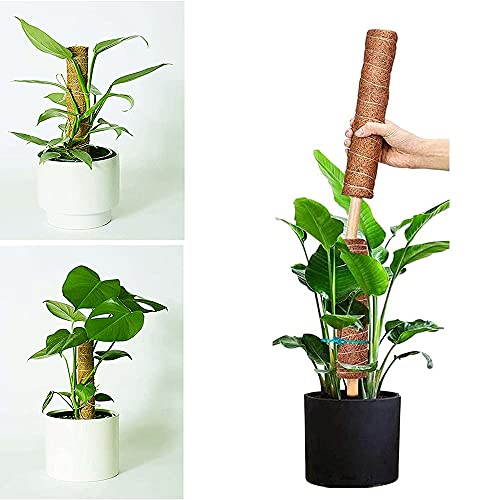 2 Piezas Varillas de Planta,Tutores para Plantas Trepadoras , Palo de Musgo de Coco ,30cm,Tótem de Coco para Extensión de Plantas Trepadoras y Soporte de Planta en el Jardín de Su Casa