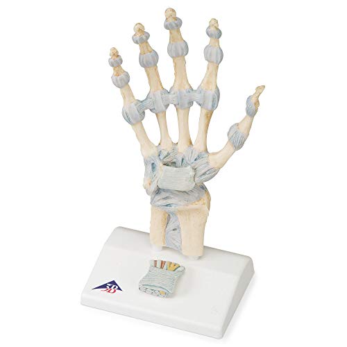 3B Scientific M33 Modelo de anatomía humana Modelo del Esqueleto de la Mano Con Ligamentos y Túnel Carpi + software de anatomía gratuito - 3B Smart Anatomy