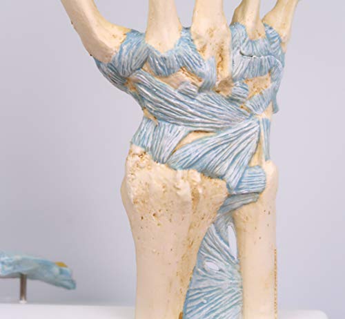 3B Scientific M33 Modelo de anatomía humana Modelo del Esqueleto de la Mano Con Ligamentos y Túnel Carpi + software de anatomía gratuito - 3B Smart Anatomy